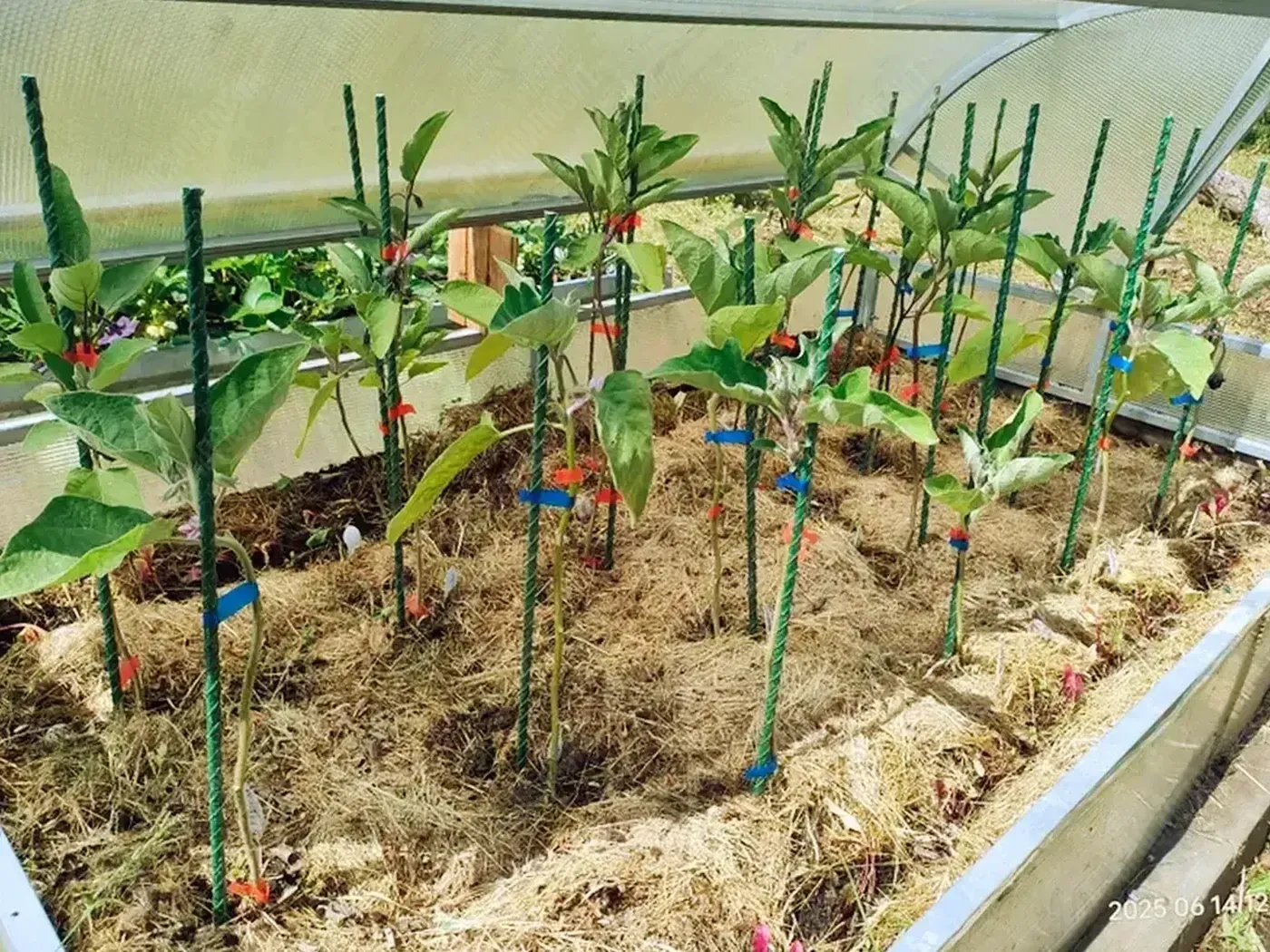 Колышки зеленые для подвязки растений 2 м